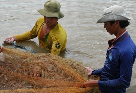 L’exportation de produits aquatiques pourrait atteindre 7,9 milliards de dollars en 2014 - ảnh 1